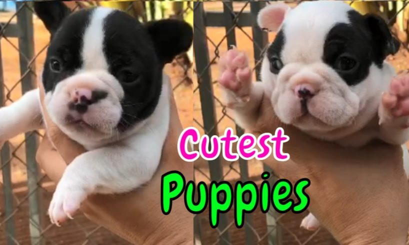 OMG Cutest Puppies you ever see #shorts | n39 vlog