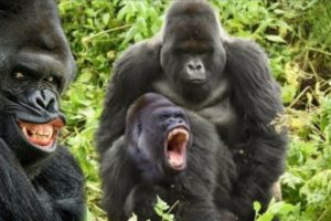 OMG!!!!!!! Look at this gorilla | Animal fights | Must Watch..