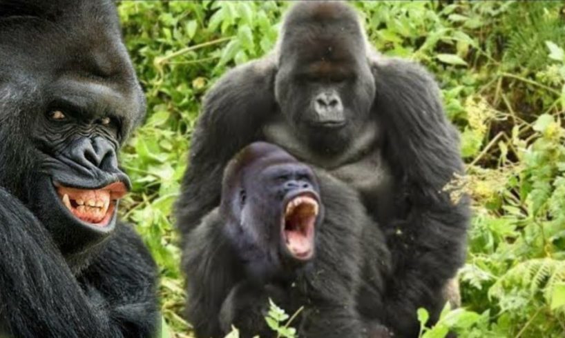 OMG!!!!!!! Look at this gorilla | Animal fights | Must Watch..