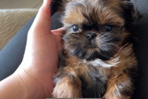 OMG She is so Cutest Puppy || Imperial Shih Tzu Puppy