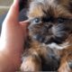 OMG She is so Cutest Puppy || Imperial Shih Tzu Puppy