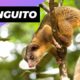 Olinguito 🐻 One Of The Cutest And Exotic Animal In The World #shorts