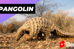 Pangolin 🦔 One Of The Cutest And Most Exotic Animals In The World #shorts