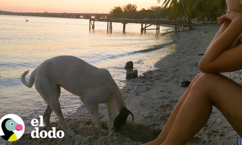 Pareja conoce a un perro de playa en México que cambia su vida | El Dodo