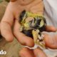 Patito piensa que esta mujer es su mamá | Pequeño y Valiente | El Dodo