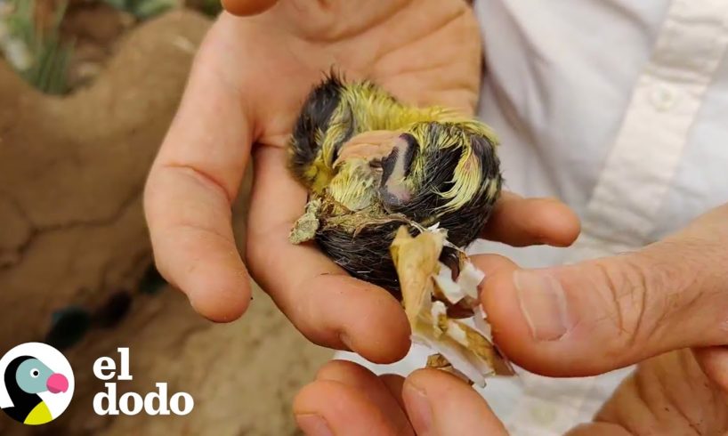 Patito piensa que esta mujer es su mamá | Pequeño y Valiente | El Dodo