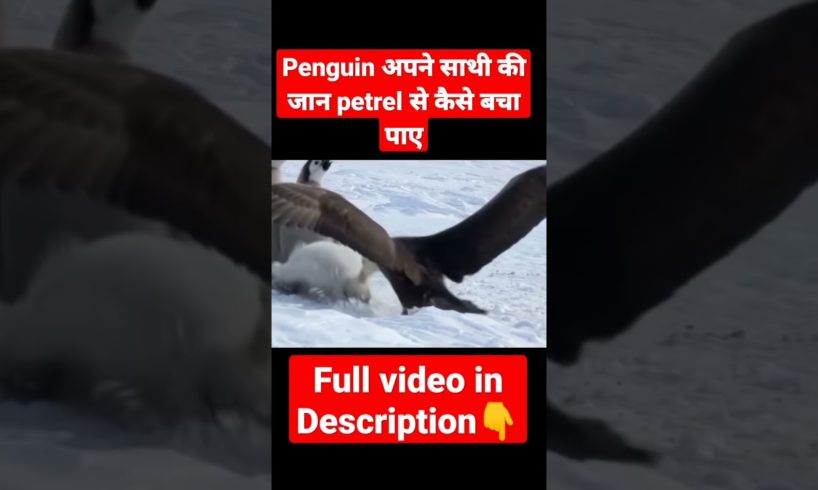 Penguin VS petrel Fight #shorts  #animals #trending #fight