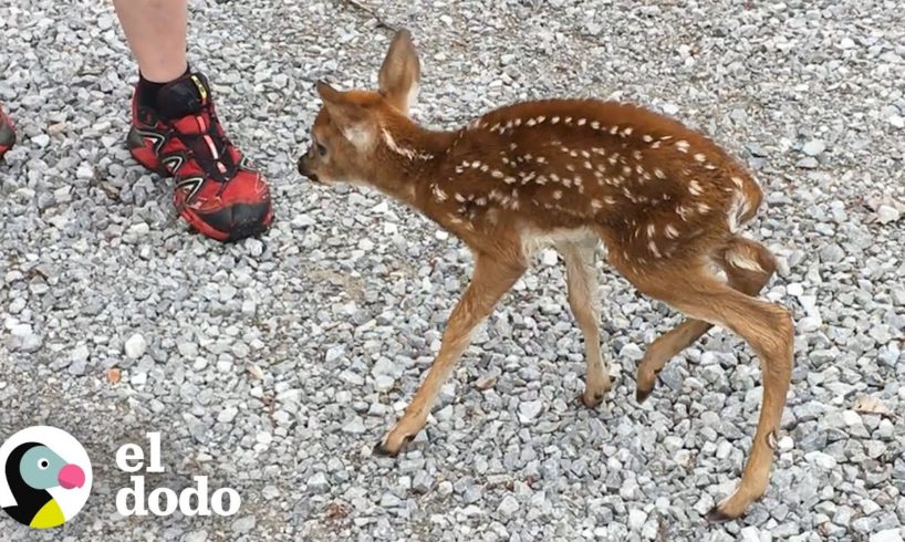Pequeño ciervo bebé le pide a la gente que la rescate | Corazones Salvajes | El Dodo