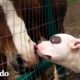 Perrita asustada de los perros es la mejor amiga de los animales de granja | Puro Pitbull | El Dodo