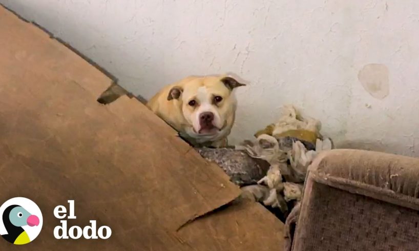 Perrita es rescatada de una casa abandonada en ruinas | Puro Pitbull | El Dodo