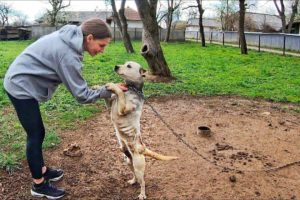 Pit Bull Starved on Heavy Chain all his Life! He Grabbed my Hand and Asked to Rescue Him