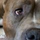 Pitbull rescatado tiene una rutina matutina muy específica | El Dodo