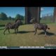 Planet Zoo Animal Fights (Resounded)