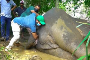 Plastic Pollution:Elephant with a bad stomach in critical condition gets treated