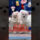 Pomeranian Cutest Puppies 😍 😍|| Pomeranian Cutest Dog 🐶 Part22