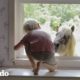 Pony de rescate saluda a su hermano humano en su ventana | Almas Gemelas | El Dodo