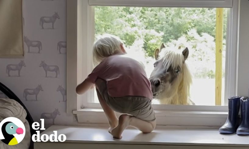 Pony de rescate saluda a su hermano humano en su ventana | Almas Gemelas | El Dodo