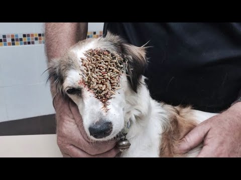 Poor DOG Just Wants Me To Show Him Love and Give Him Food/ RESCATE ANIMALES 2022