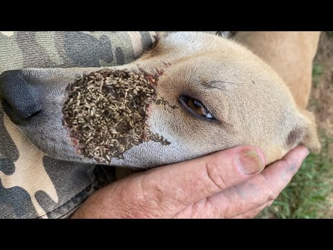 Poor Dog Living on the Street Just Wants To Eat Food (Animal Rescue Video 2022)