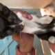 Poor Kitten rescue For His Life | Baby cat safe life | hazel cutie cat
