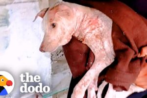 Puppy Was Lifeless Until She Heard Her Rescuers | The Dodo