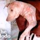 Puppy Was Lifeless Until She Heard Her Rescuers | The Dodo