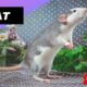 Rat 🐀 One Of The Most Intelligent Animals In The World #shorts