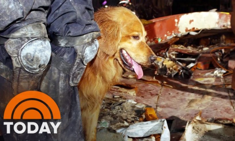 Remembering An Unsung Rescue Dog Of 9/11
