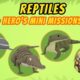 Reptiles (Part 1/2) - Junior Rangers and Hero's Animals Adventure | Leo the Wildlife Ranger