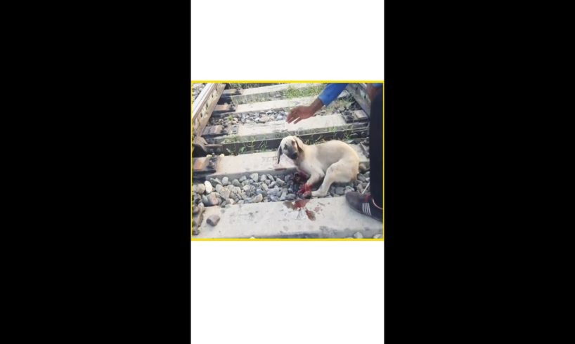 Rescue Poor dog was crashed by train