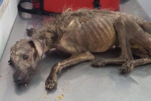 Rescue Sick Puppy Starving On The Street & AMAZING Transformation