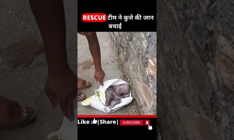 Rescue Team ने बचाई इस बेजुबान 🐕की जान | |Rescue Team save Dogs life 😭😭 | #shorts #dogrescue #viral