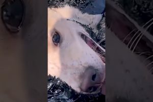 Rescue The Dog From Death When Stuck At The Construction Site | Animal Rescue