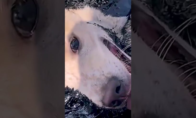 Rescue The Dog From Death When Stuck At The Construction Site | Animal Rescue