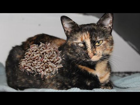 Rescue and Feed Poor Street Cat who was So Hungry (Animal Rescue)