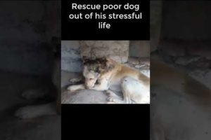 Rescue poor dog out of his stressful life