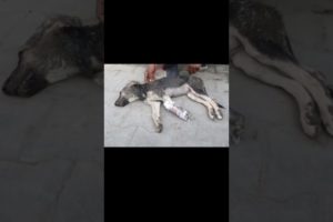 Rescue poor dog was waiting to die on street