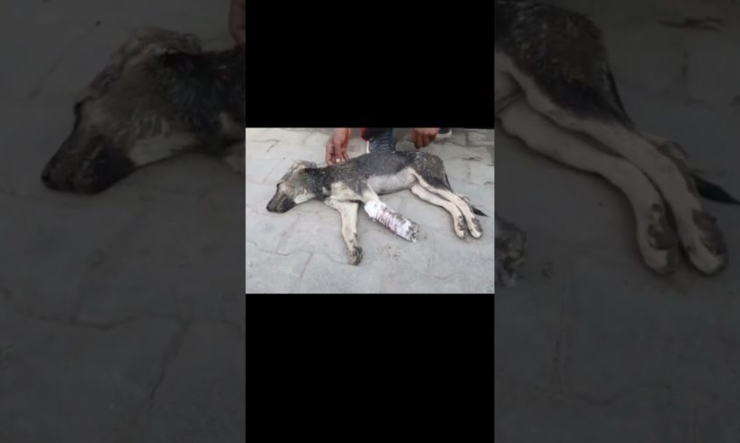 Rescue poor dog was waiting to die on street