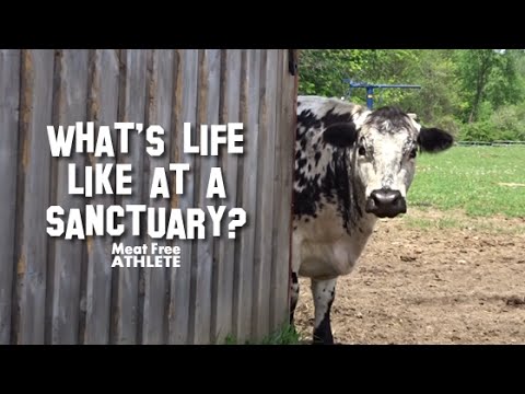 Rescued Animals at Wishing Well Sanctuary - Tour in 2 minutes! vlog