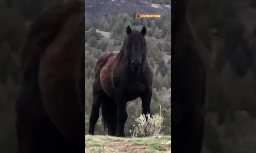 Rescued Wild Horse Reunites With His Girlfriend After 6 Months Being Apart | The Dodo