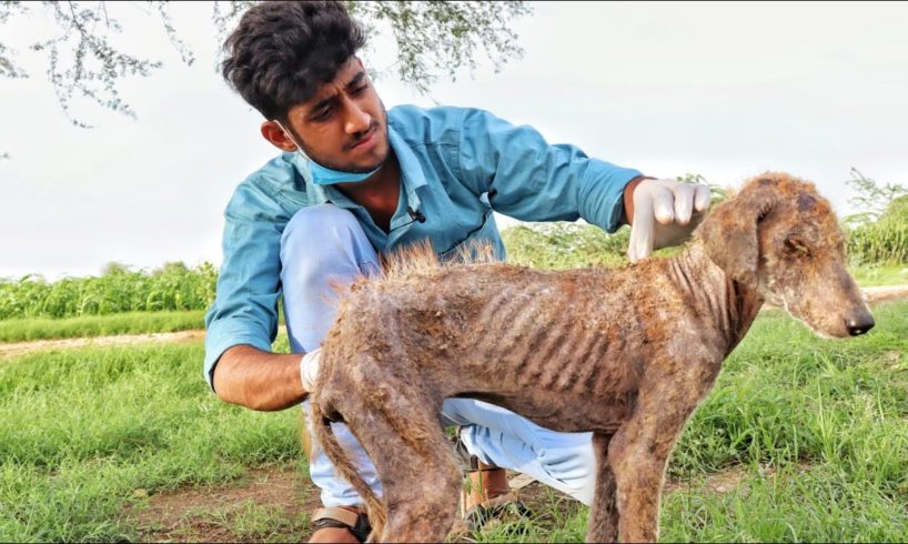 Rescued a sick dog from road🥺Recovering it from death