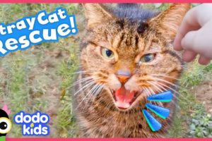 Rescuer Builds A Tiny House For Curious Stray Cat | Rescued! | Dodo Kids