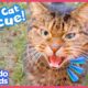 Rescuer Builds A Tiny House For Curious Stray Cat | Rescued! | Dodo Kids