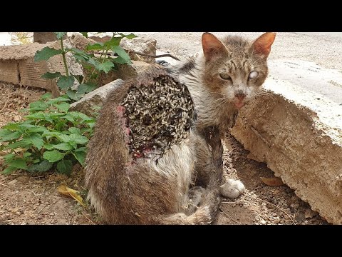 Rescuing and Feeding a Bad-Looking Cat Who Lives in Street (Animal Rescue Video)