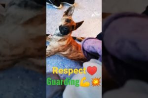 Respect 💔💥💪 /Funny Animals #shortvideo