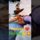 Respect 💔💥💪 /Funny Animals #shortvideo
