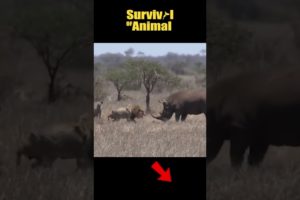 Rhinos attack lions for daring to enter territory #shorts #animals #lion #rhino