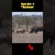 Rhinos attack lions for daring to enter territory #shorts #animals #lion #rhino