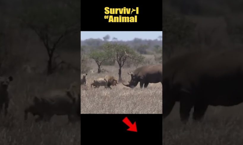 Rhinos attack lions for daring to enter territory #shorts #animals #lion #rhino
