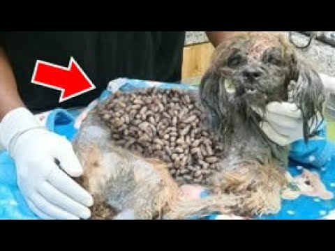SHT! Little Dog Waiting For RESCUED From PAIΝ! Feeding Abandoned Stray Dogs And Animal Rescue!